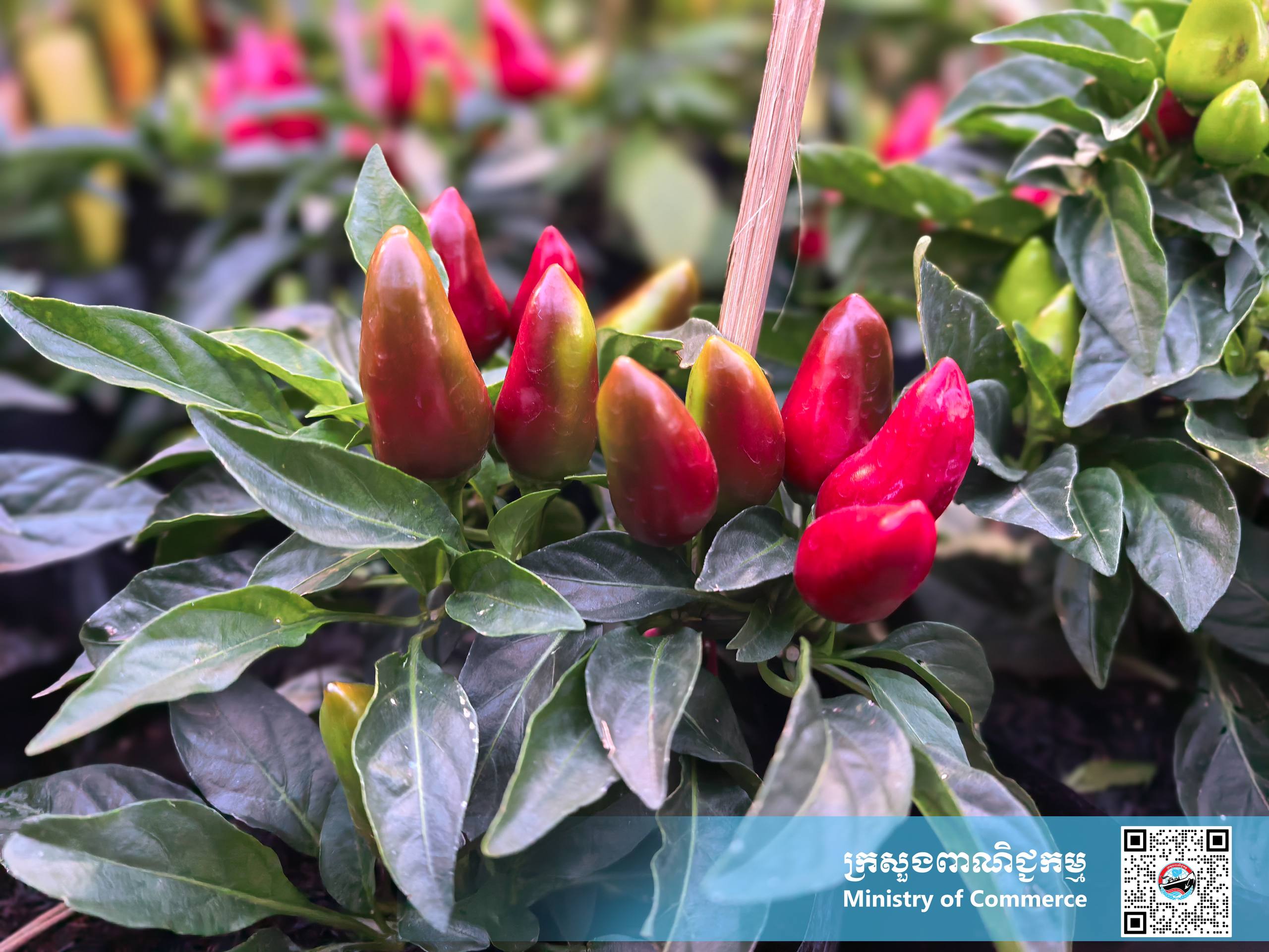 រូបភាពខ្លះៗស្ដីពីសកម្មភាពរបស់បងប្អូនអាជីវករ ពាណិជ្ជករ ភ្ញៀវទេសចរណ៍ជាតិ និងអន្តរជាតិ ចូលរួមព្រឹត្តិការណ៍ «ពិព័រណ៍ផលិតផលខ្មែរ និងបន្លែផ្លែឈើ លើកទី១៩»